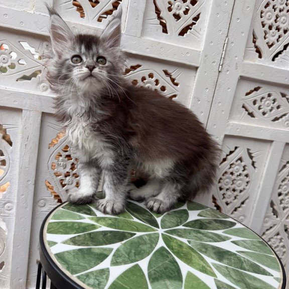 Maine Coon Blossom