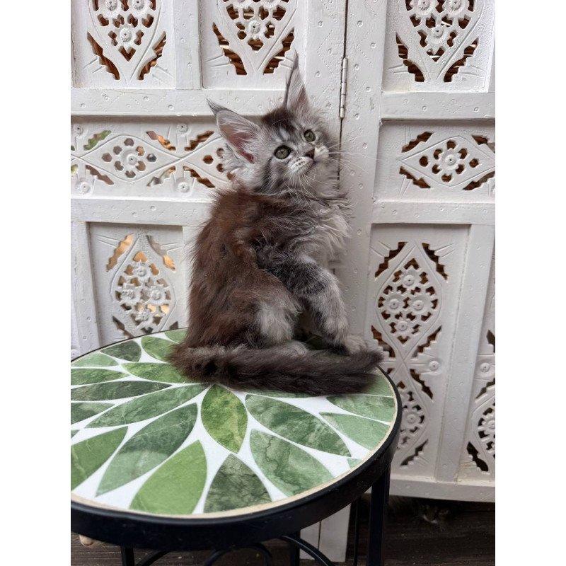 Maine Coon Blossom