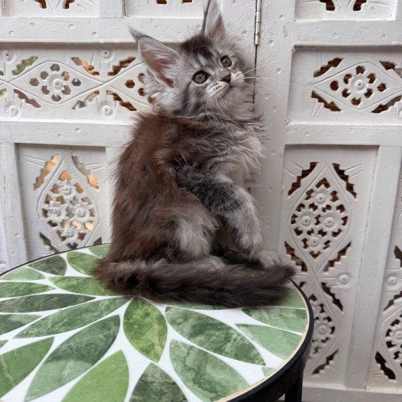 Maine Coon Blossom