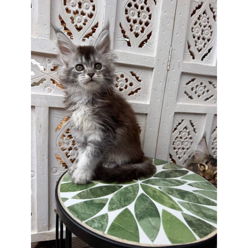 Maine Coon Blossom