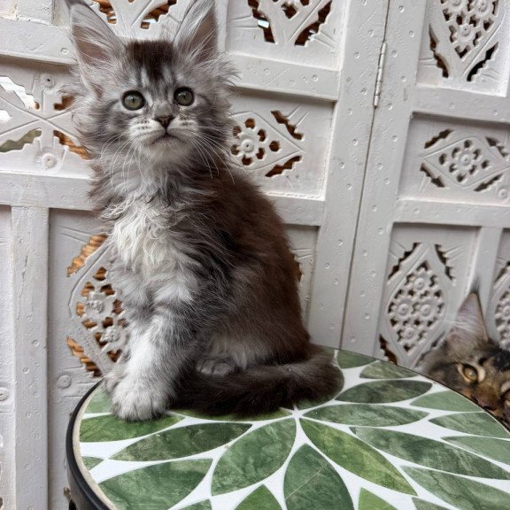 Maine Coon Blossom