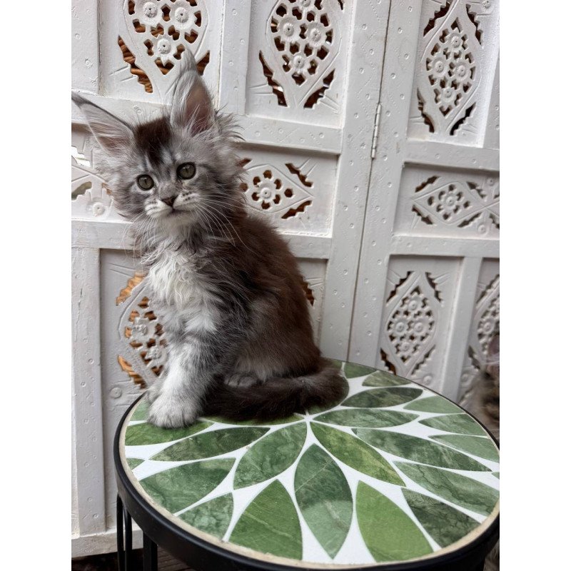 Maine Coon Blossom