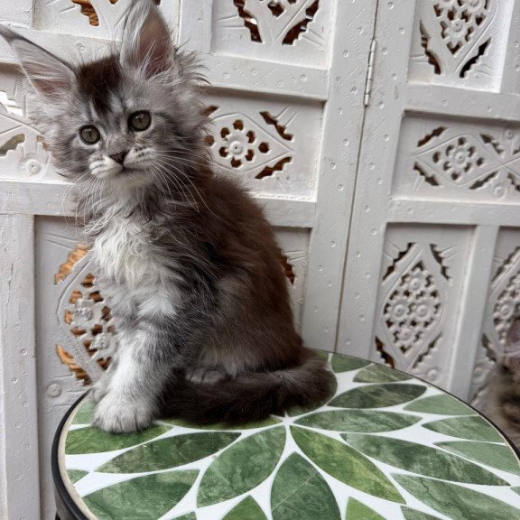 Maine Coon Blossom