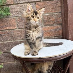 Maine Coon Buddy