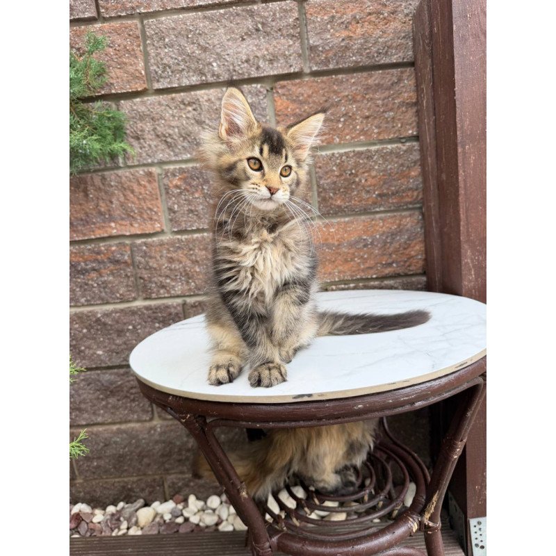 Maine Coon Buddy
