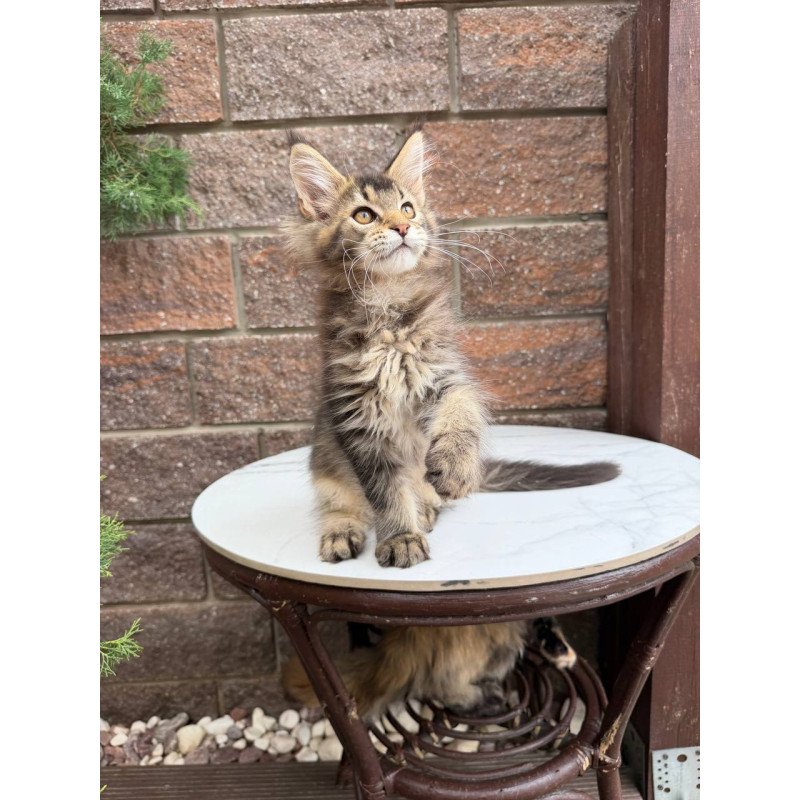 Maine Coon Buddy