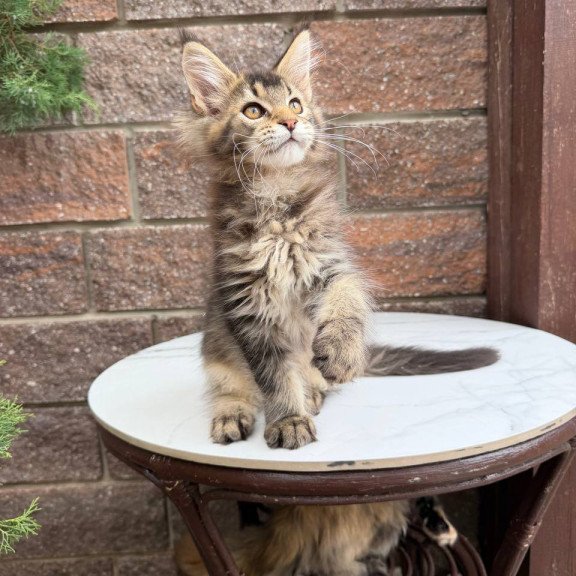 Maine Coon Buddy
