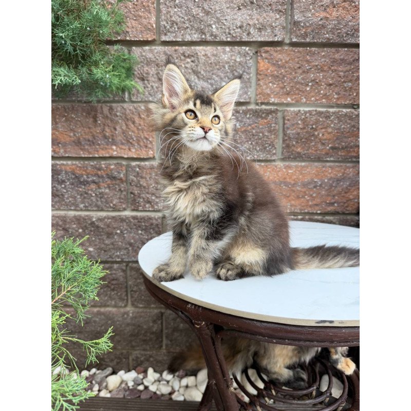 Maine Coon Buddy