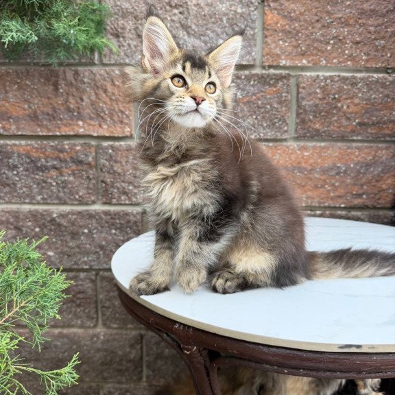 Maine Coon Buddy
