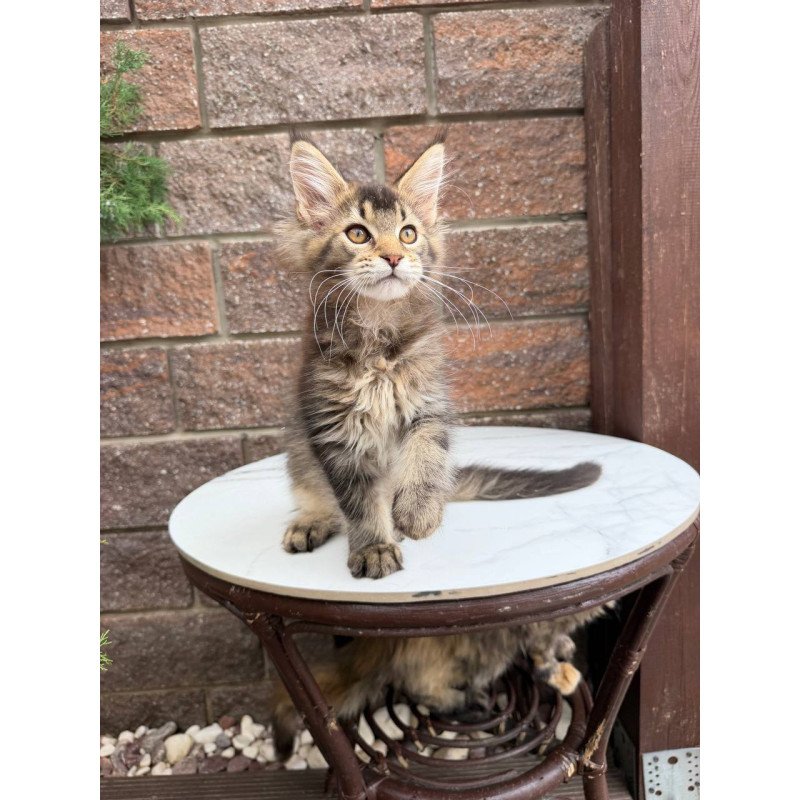 Maine Coon Buddy