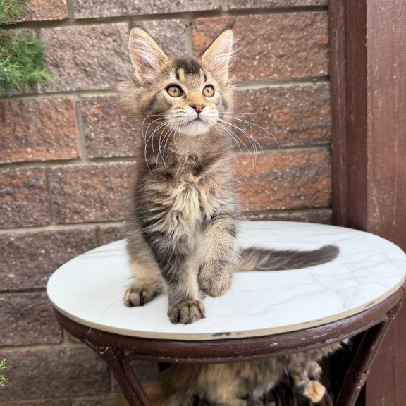 Maine Coon Buddy