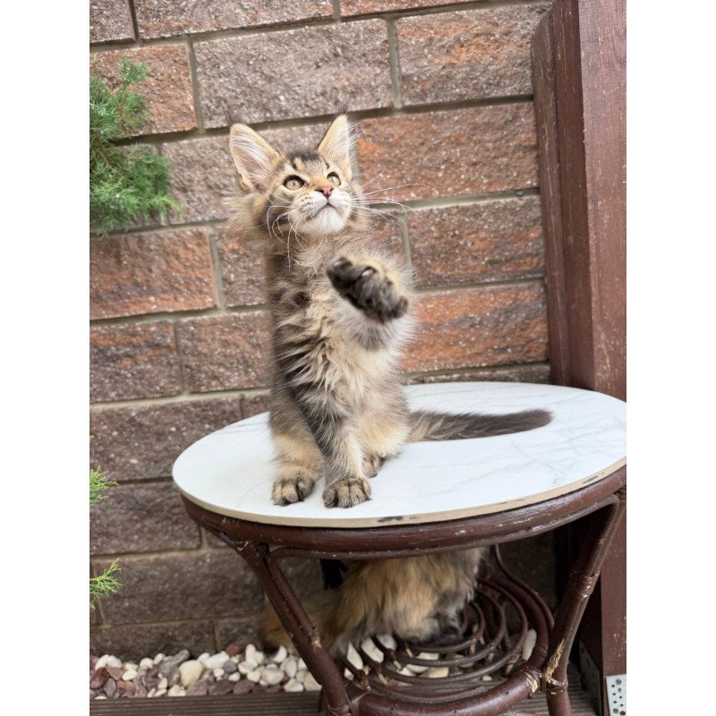 Maine Coon Buddy