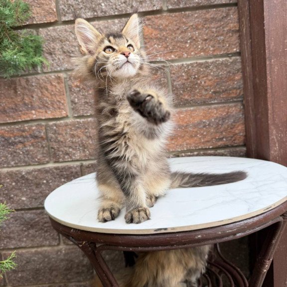 Maine Coon Buddy