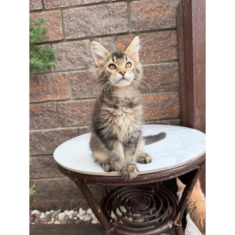 Maine Coon Buddy