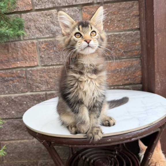 Maine Coon Buddy