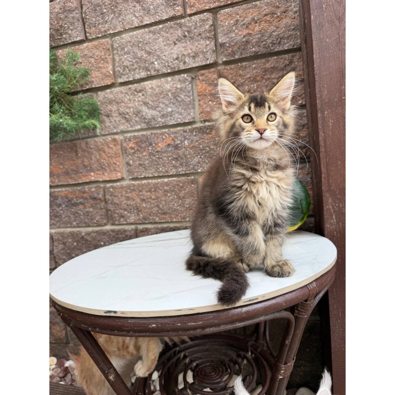 Maine Coon Buddy