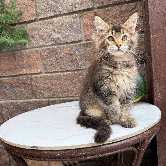 Maine Coon Buddy