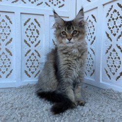 Maine Coon Bambi