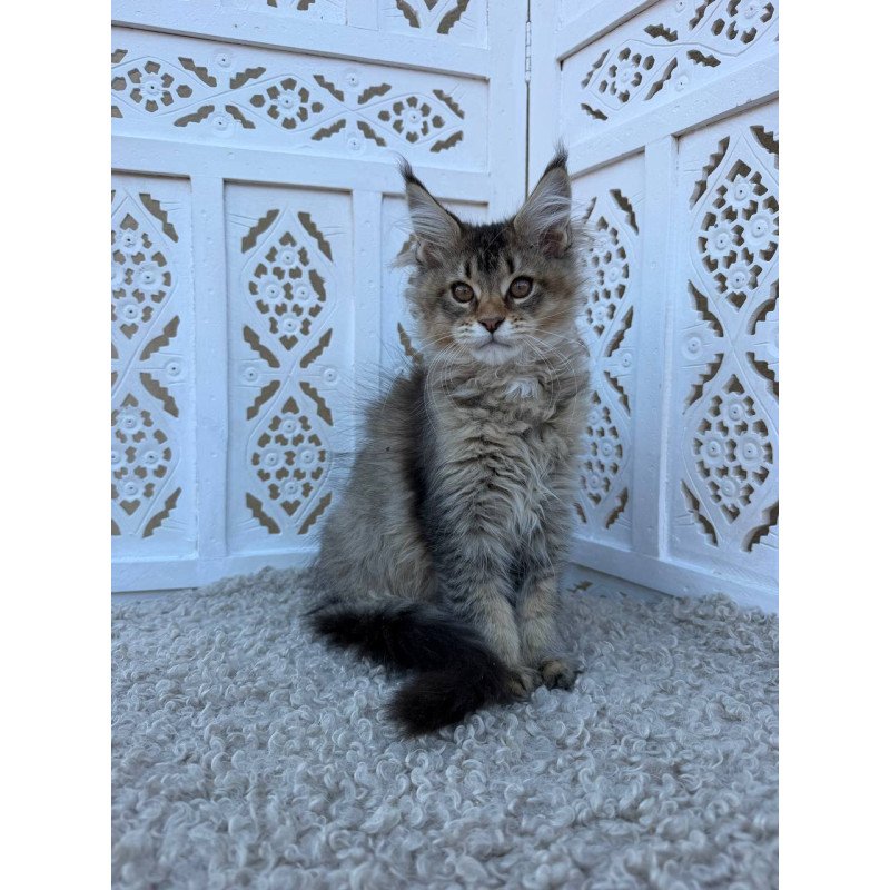 Maine Coon Bambi