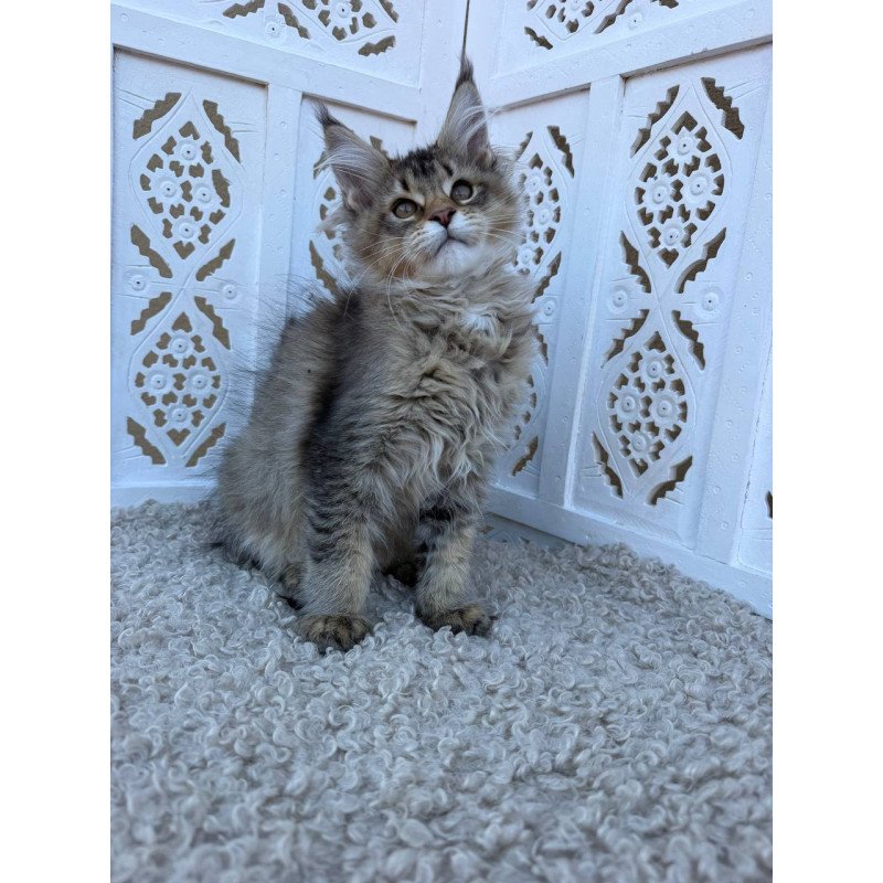 Maine Coon Bambi