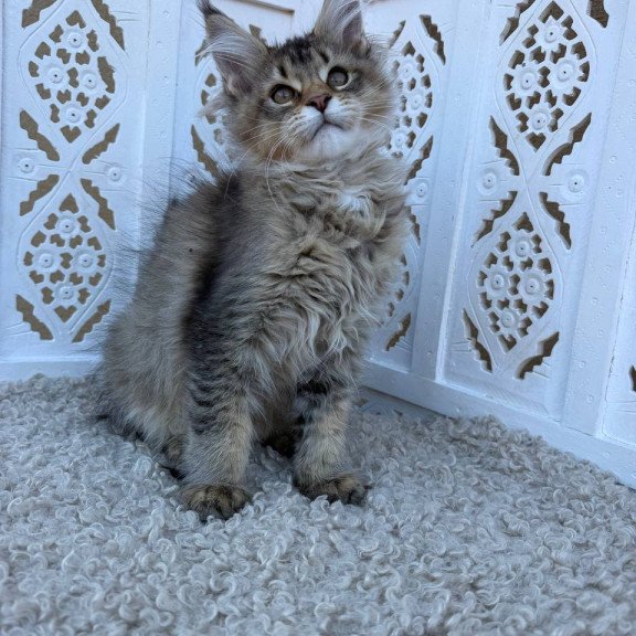 Maine Coon Bambi