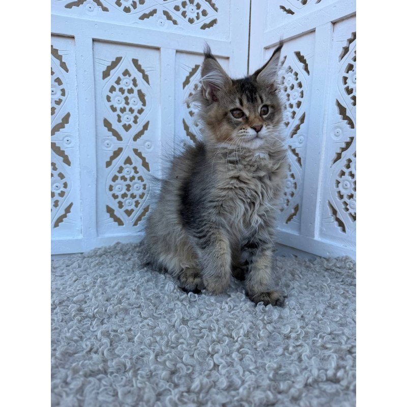 Maine Coon Bambi
