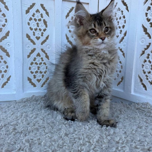 Maine Coon Bambi