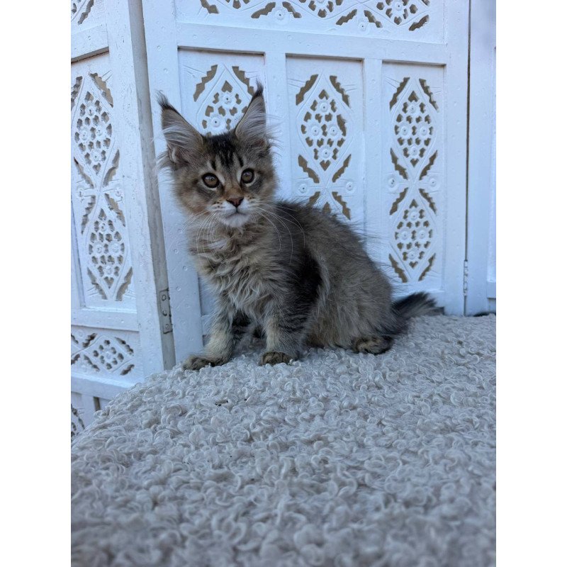 Maine Coon Bambi