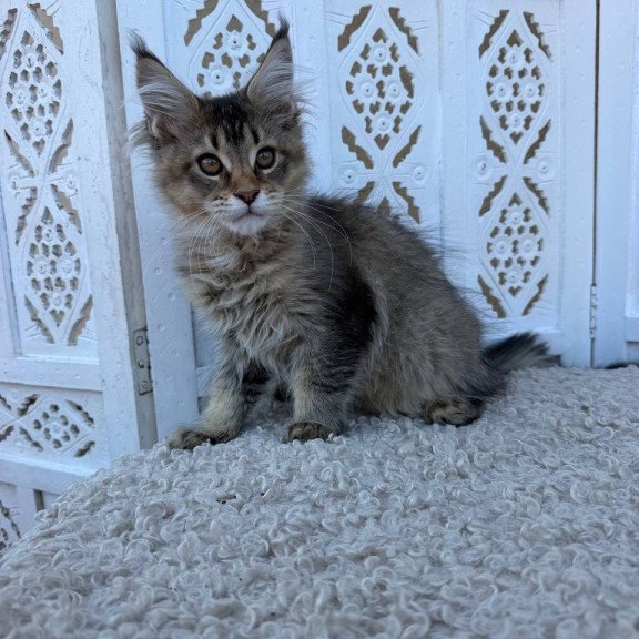 Maine Coon Bambi