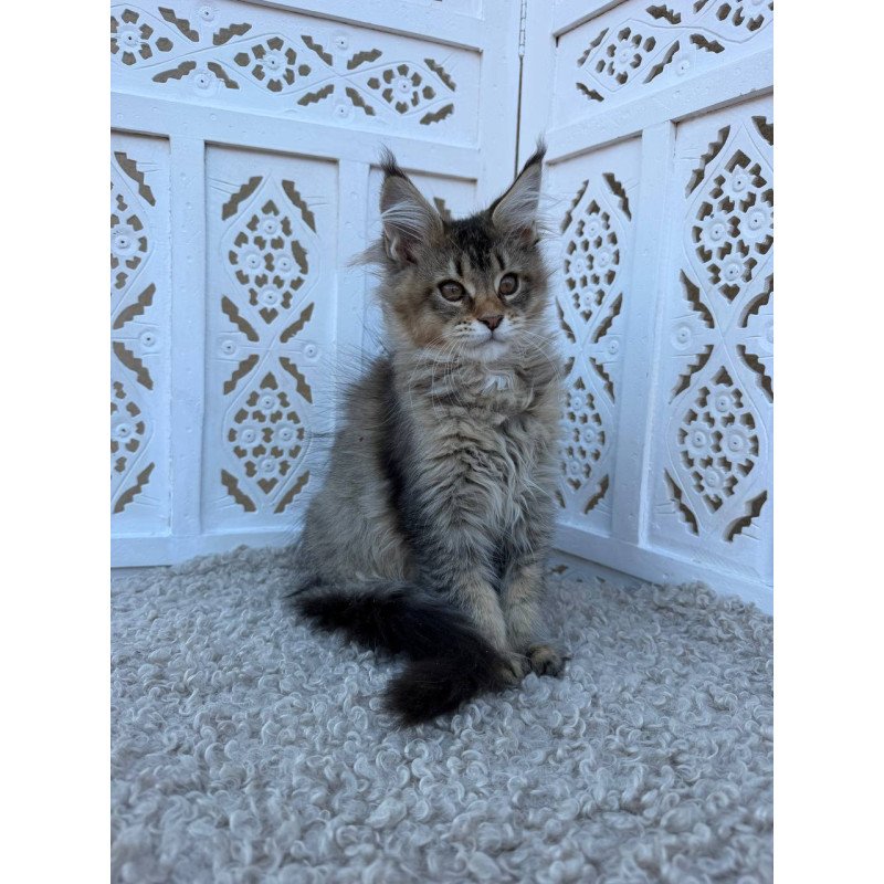 Maine Coon Bambi