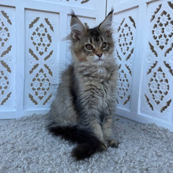 Maine Coon Bambi
