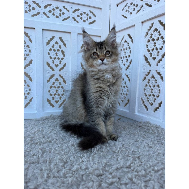 Maine Coon Bambi