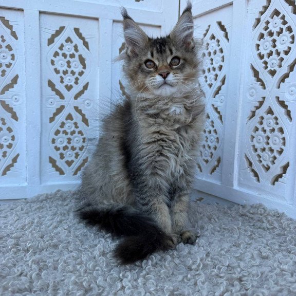 Maine Coon Bambi