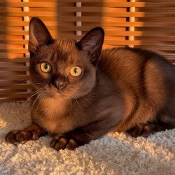 Abyssinian POLIN Sirius