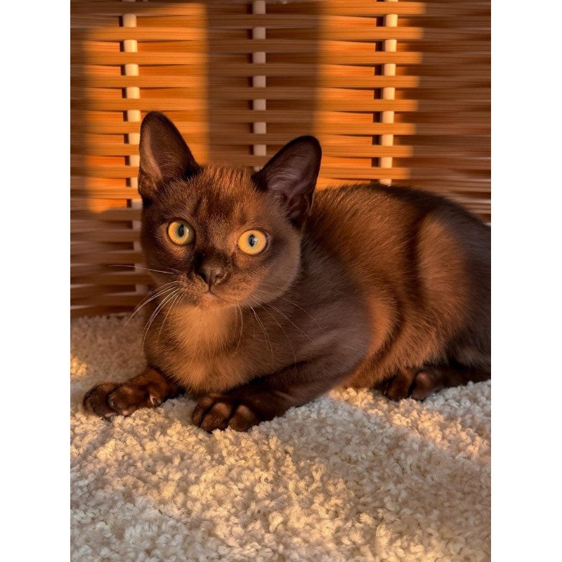 Abyssinian POLIN Sirius