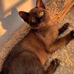 Abyssinian POLIN Sirius