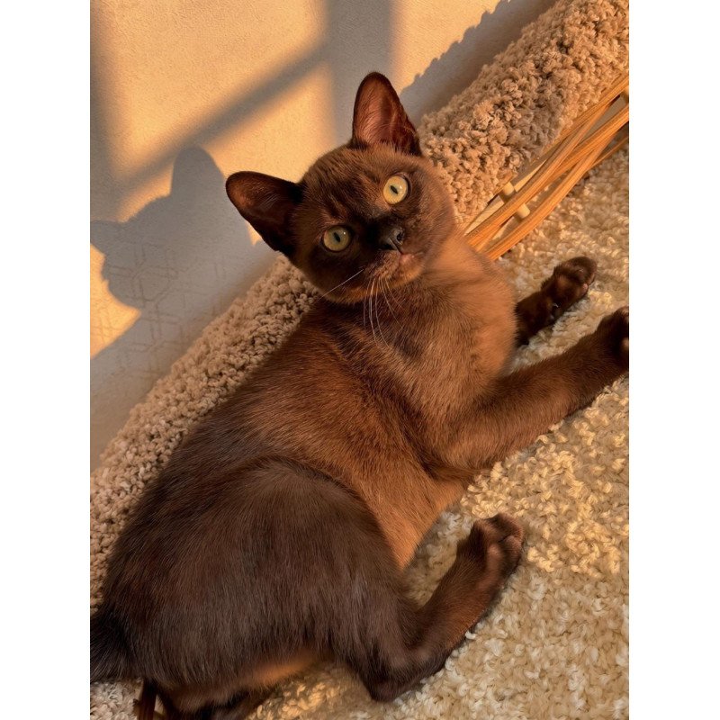 Abyssinian POLIN Sirius