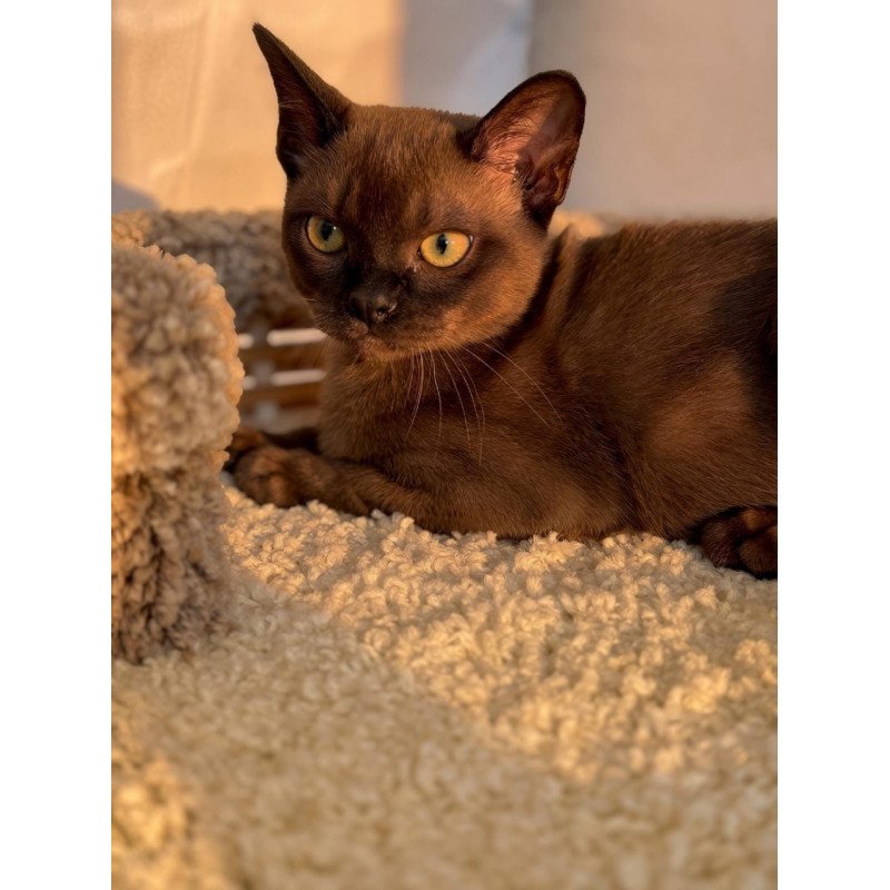 Abyssinian POLIN Sirius
