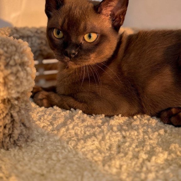Abyssinian POLIN Sirius