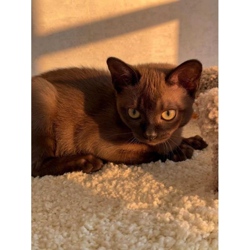 Abyssinian POLIN Sirius