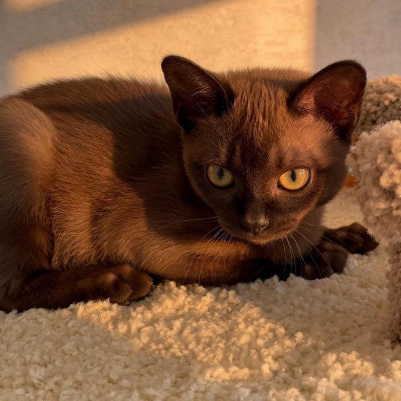 Abyssinian POLIN Sirius