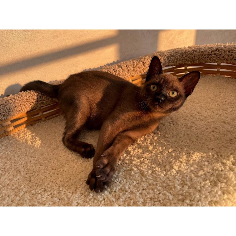 Abyssinian POLIN Sirius