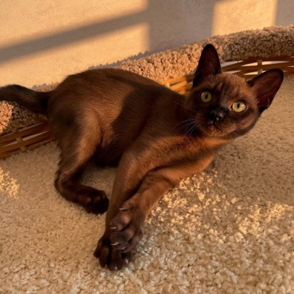 Abyssinian POLIN Sirius