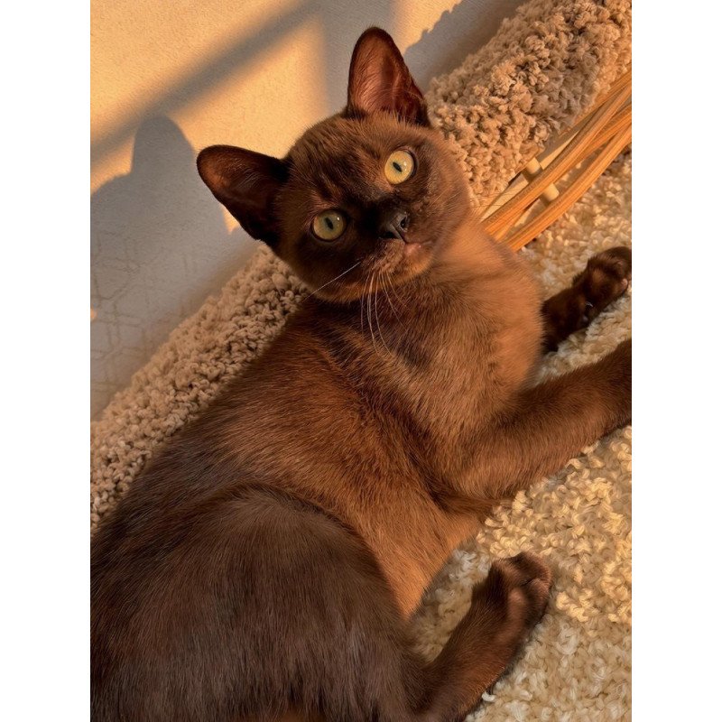 Abyssinian POLIN Sirius
