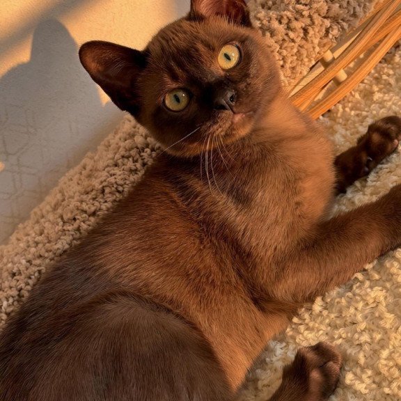 Abyssinian POLIN Sirius
