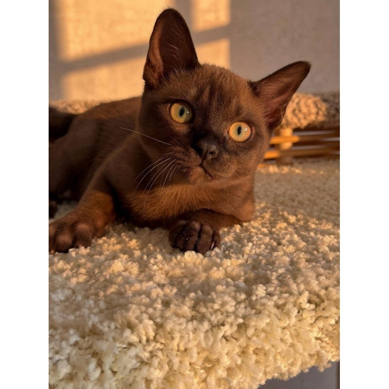 Abyssinian POLIN Sirius
