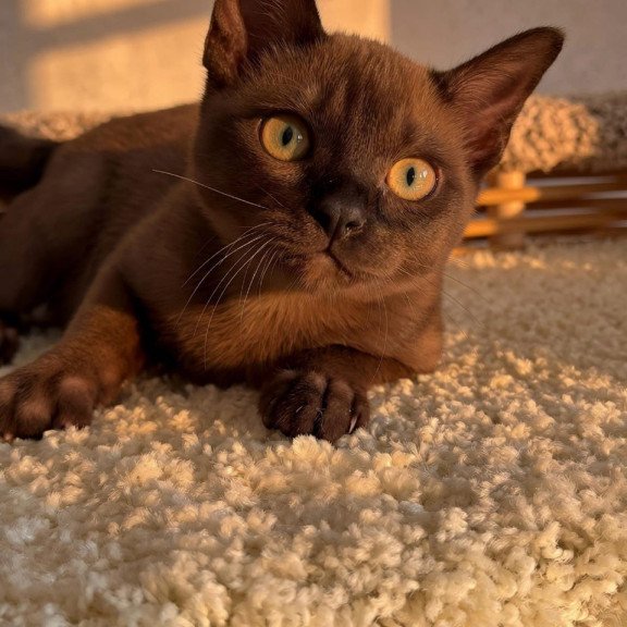 Abyssinian POLIN Sirius