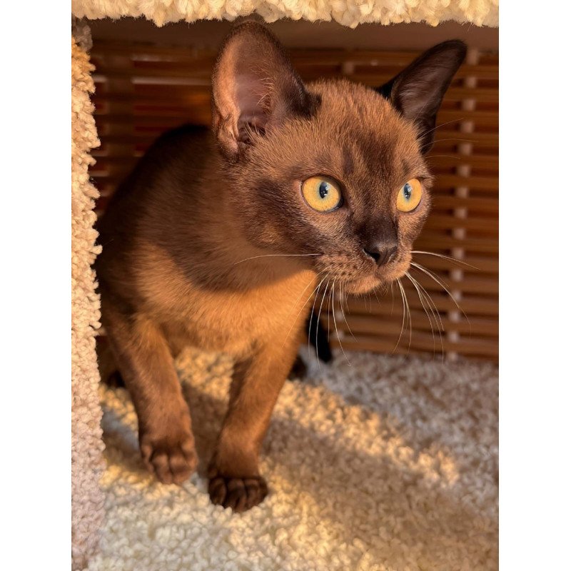 Abyssinian POLIN Sirius