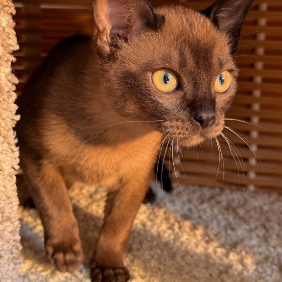 Abyssinian POLIN Sirius