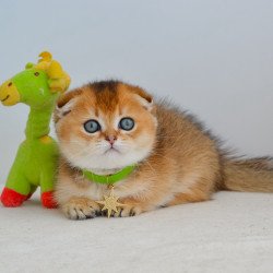 Munchkin EZ Hudson